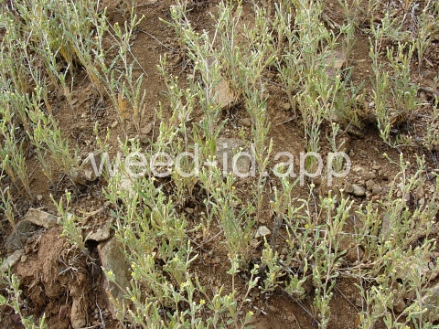 stickleaf, whitestem